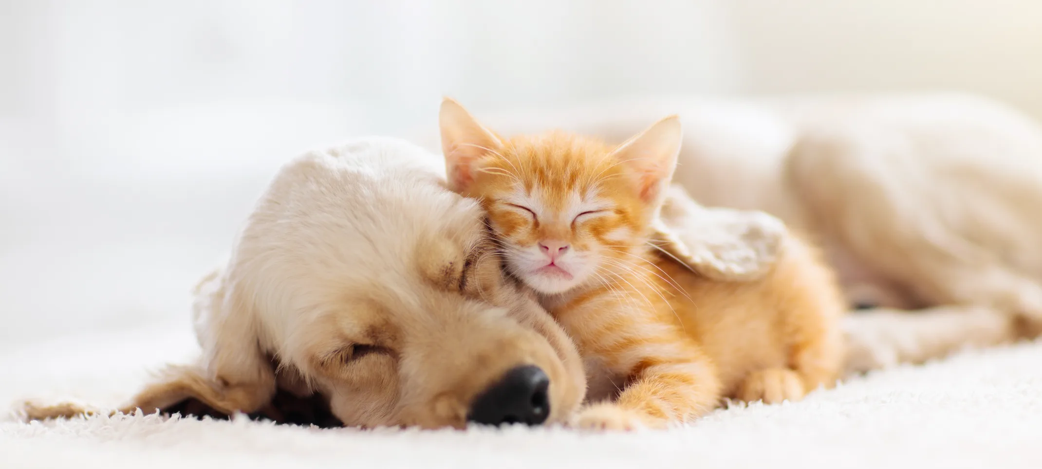 Puppy and Kitten snuggling 